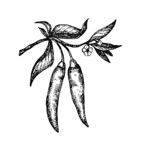 Hand drawn chili pepper. Can be used for brochures, banner, restaurant menu, farmers market and organic food store. Vector illustrationのイラスト素材
