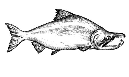 Pink salmon. Hand drawn fish isolated on white. Vector illustration.のイラスト素材