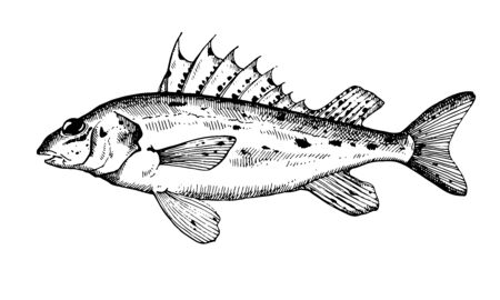 Hand drawn fish isolated on white. Ruff fish. Vector illustration.のイラスト素材