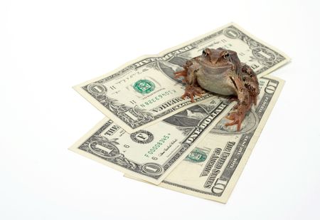 frog and dollarの写真素材