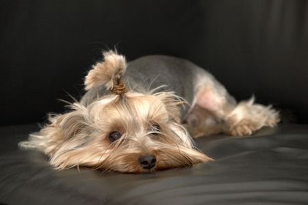 yorkshire terrier on a black backgroundの写真素材