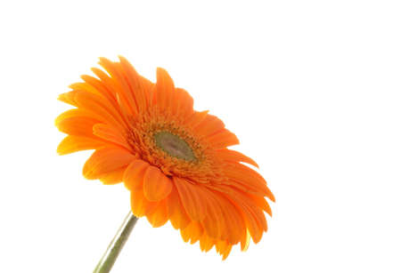 orange gerber on a white backgroundの写真素材