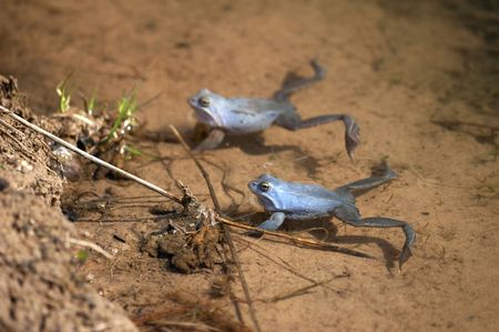 Blue frogs in waterの写真素材