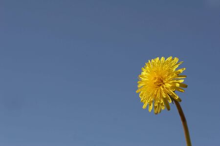 Yellow dandelion on the dark blue sky  background