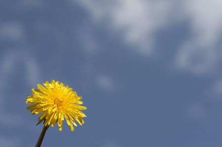 Yellow dandelion on the dark blue sky  backgroundの写真素材
