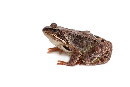 One frog on a white backgroundの写真素材