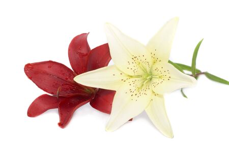 Lily on a white backgroundの写真素材