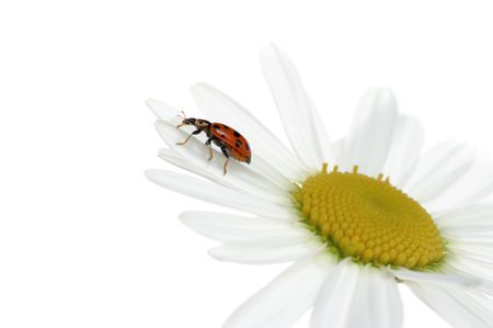Ladybird on a camomileの写真素材