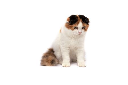 Scottish Fold Cats on a white backgroundの写真素材