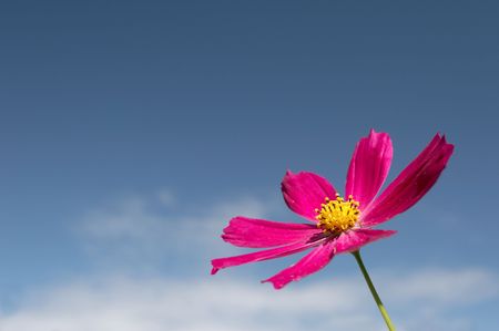 Flowers on a sky backgroundの写真素材