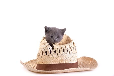 The kitten plays with a hatの写真素材