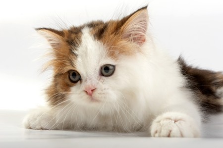 Kitten Scottish  straight on a white backgroundの写真素材