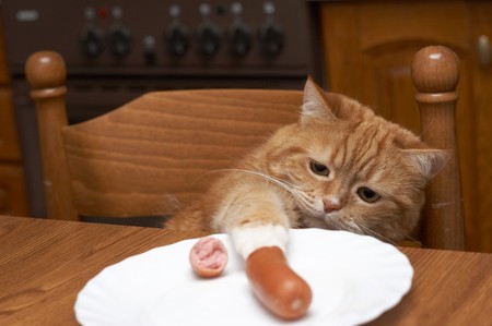 The red cat steals sausage from a plateの写真素材