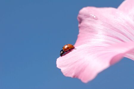 The ladybird creeps on a petalの写真素材