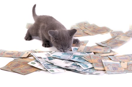 Kitten and denominations on a white backgroundの写真素材