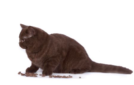 The British chocolate catの写真素材