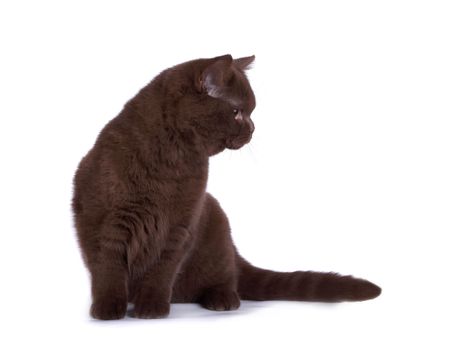 The British chocolate catの写真素材