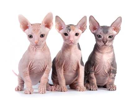 Sphynx kittens with white backgroundの写真素材