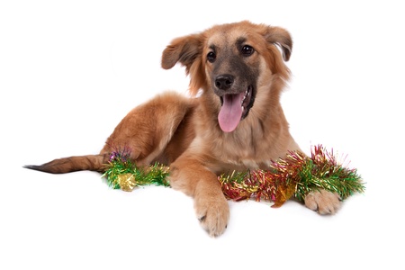 The red dog lays on a white backgroundの写真素材