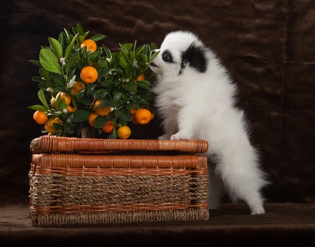 pomeranian dog with tangerine and basketの写真素材