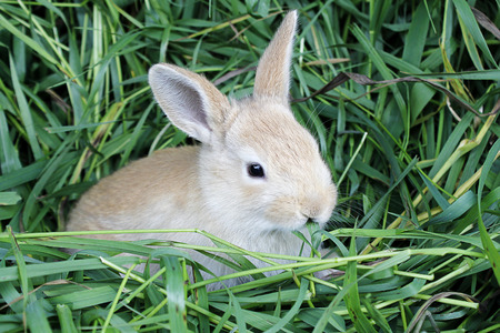 Red rabbit with a blade of grass in the mouth sits on freshly cut grass .の写真素材