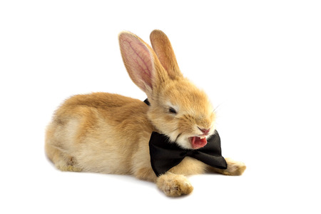 Bunny in a bow tie on a white background yawns.の写真素材