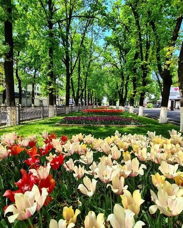 many different tulips, light, dark, red, yellow, bloom in the cityの写真素材