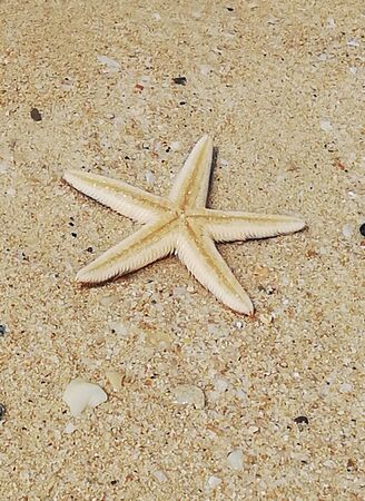 starfish in the water on the sand