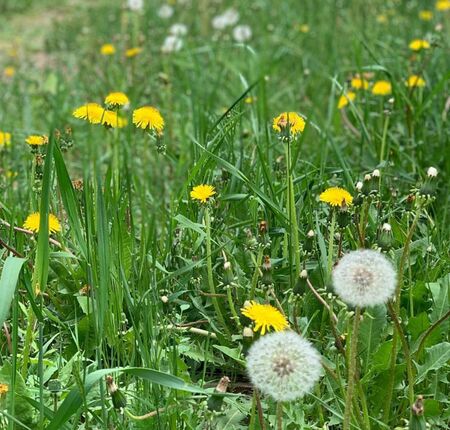 many yellow and white blooming dandelion flower with leaves on green grass

の写真素材