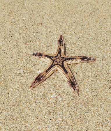 starfish with a brown pattern in the water on the sand

の写真素材