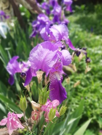 blooming blue-violet irises with green stems and green leaves in the garden