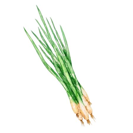 watercolor green long onion vegetable isolated object on a white backgroundの写真素材