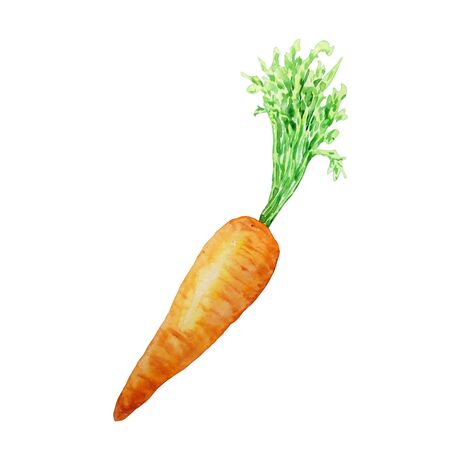 watercolor bright orange carrot vegetable with green branches isolated object on a white backgroundの写真素材