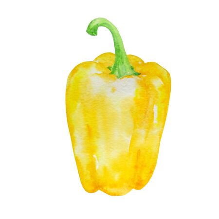 watercolor big hand-drawn yellow peppers separate on a white backgroundの写真素材