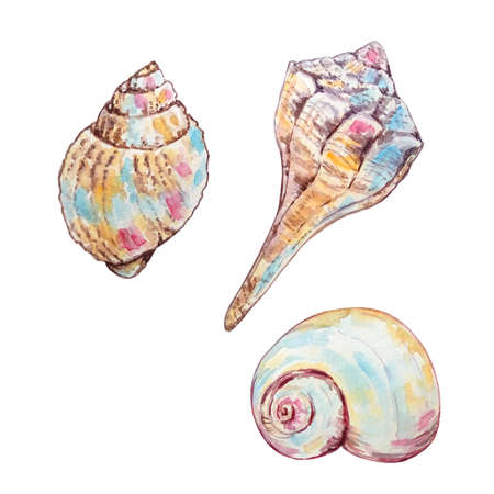 set of three watercolor multicolored seashells of different shapes