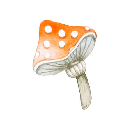 watercolor mushroom poisonous fly agaric red with white spots halloween on white backgroundの写真素材