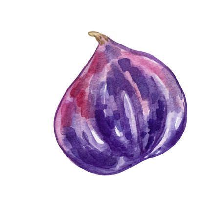 watercolor hand painted fig pink purpleの写真素材