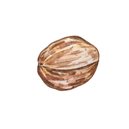 watercolor illustration hand drawn closed walnut isolated imageの写真素材