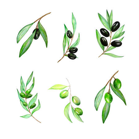 Watercolor olive tree branch with leaves and olives. Black and green olives on a branch set. Hand painted floral illustration isolated on white background for design, print, fabric or background.の写真素材