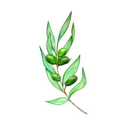 Watercolor olive tree branch with leaves and olives. Green olives on a branch. Hand painted floral illustration isolated on white background for design, print, fabric or background.の写真素材