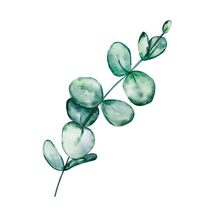 Watercolor eucalyptus round leaves and branches. Hand painted baby eucalyptus and silver dollar elements. Floral illustration isolated on white background. For design, textile and background.の写真素材
