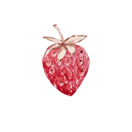 Watercolor hand drawn red juicy strawberry isolated on white background for design of text, label, Valentine's Day.の写真素材