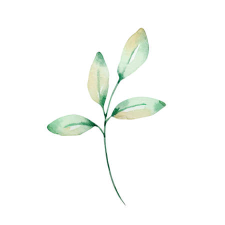 Hand drawn watercolor illustration of abstract green branch. Elements for design of invitations, movie posters, fabrics and other objectsの写真素材