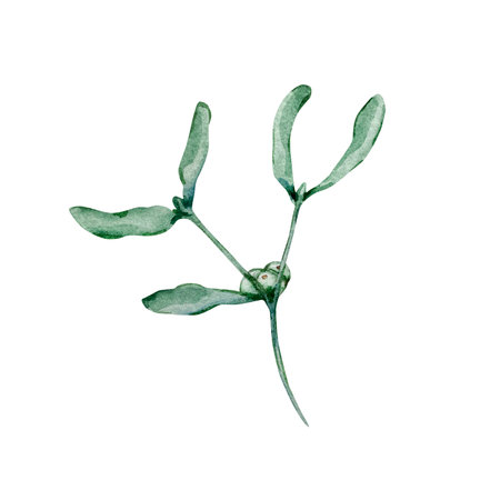 Watercolor Christmas illustration of winter greenery branch, mistletoe, isolated on white background.の写真素材