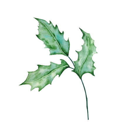 Watercolor illustration, winter greenery, branch with leaves on a white backgroundの写真素材