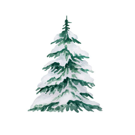 Watercolor illustration winter greenery, green spruce in the snow isolated on white backgroundの写真素材