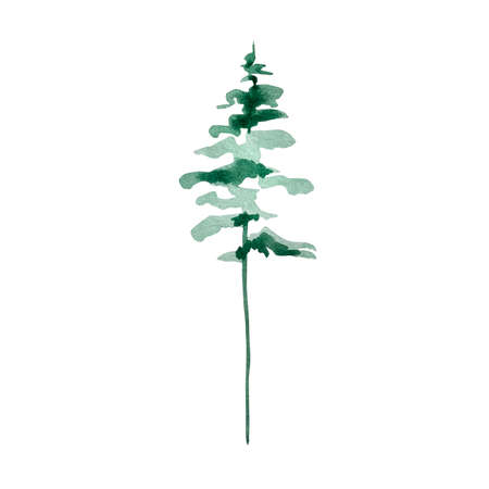 Watercolor illustration winter greenery, green tall pine tree isolated on white backgroundの写真素材