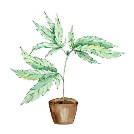 watercolor green cannabis leaves isolated, hand drawnの写真素材