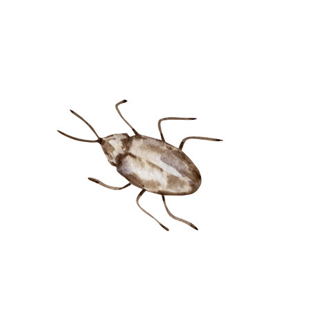 watercolor insect brown beetleの写真素材