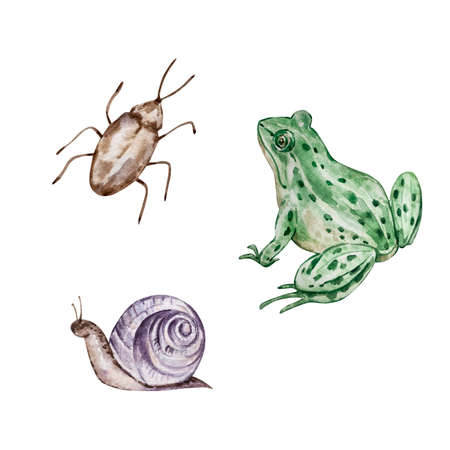 Watercolor set of garden animals and insects, frog, snailの写真素材